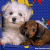 free image host