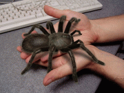 5852bb8204358.gif