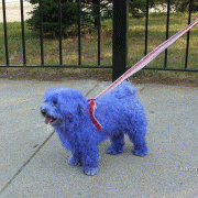 78a2428204370.gif