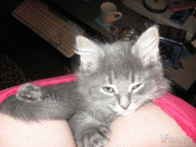 89538b8204344.gif